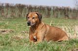 RODESIAN RIDGEBACK 079